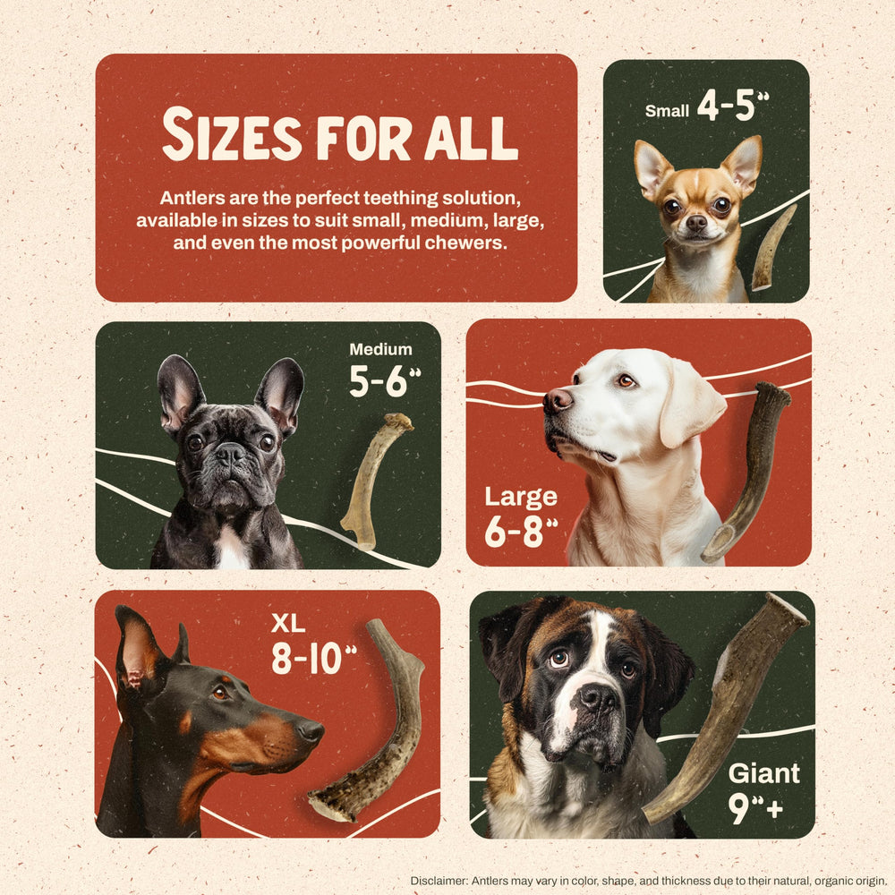 Heartland Antlers indoor-friendly chew offers distraction for energetic dogs and reduces chewing incidents.