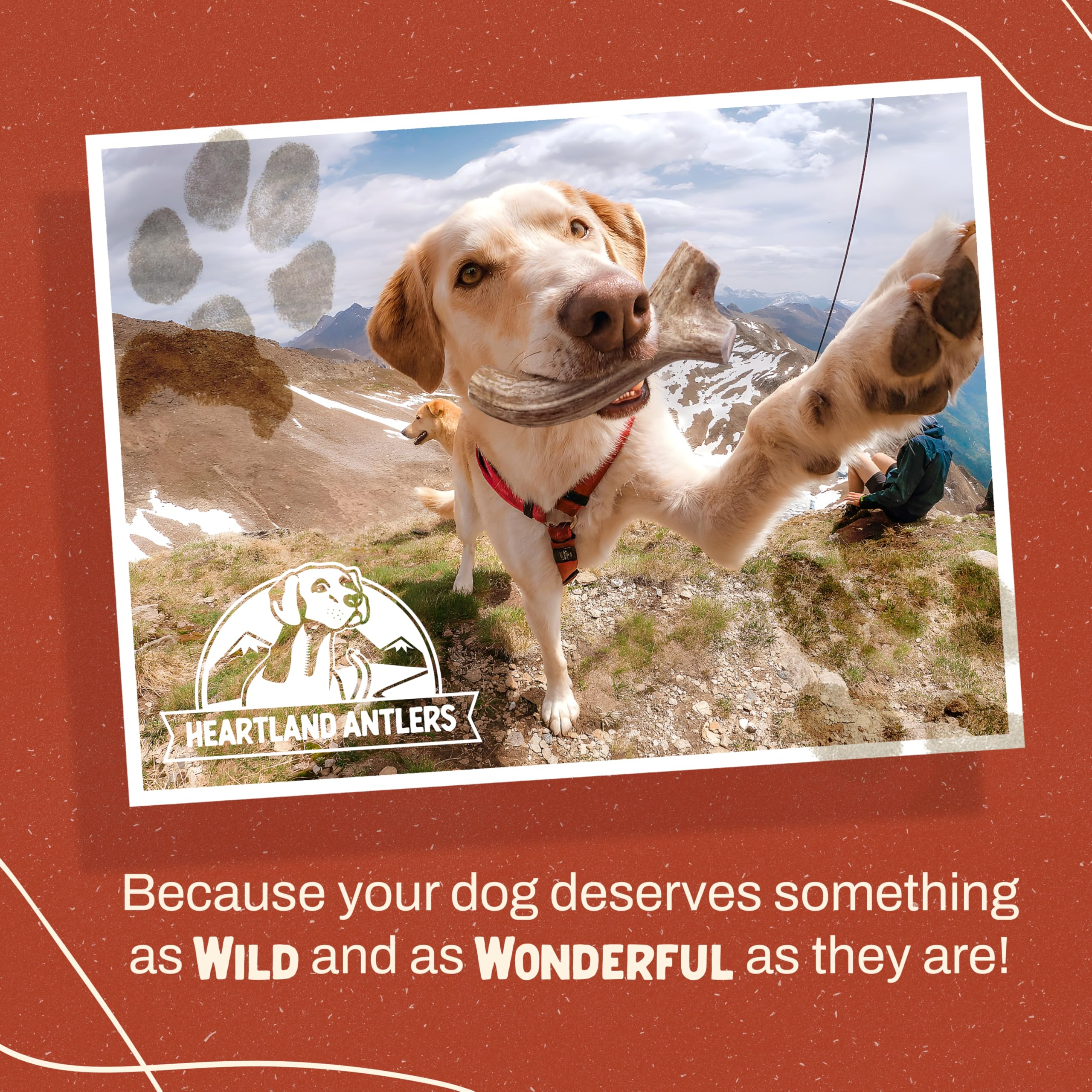 Heartland Antlers rich in minerals like calcium and zinc supports bone health.