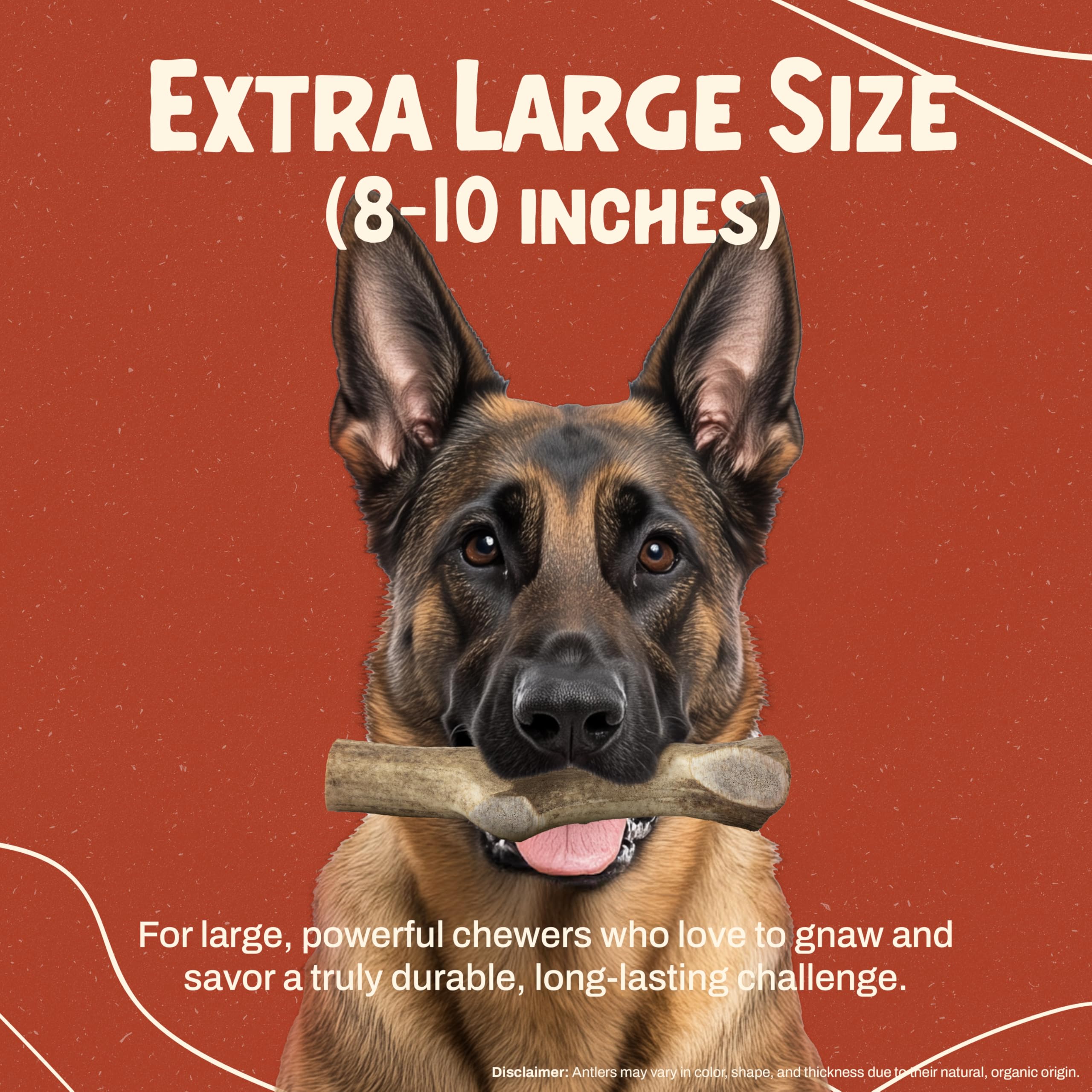Heartland Antlers splinter-free dense outer-layer safe indoor chewing