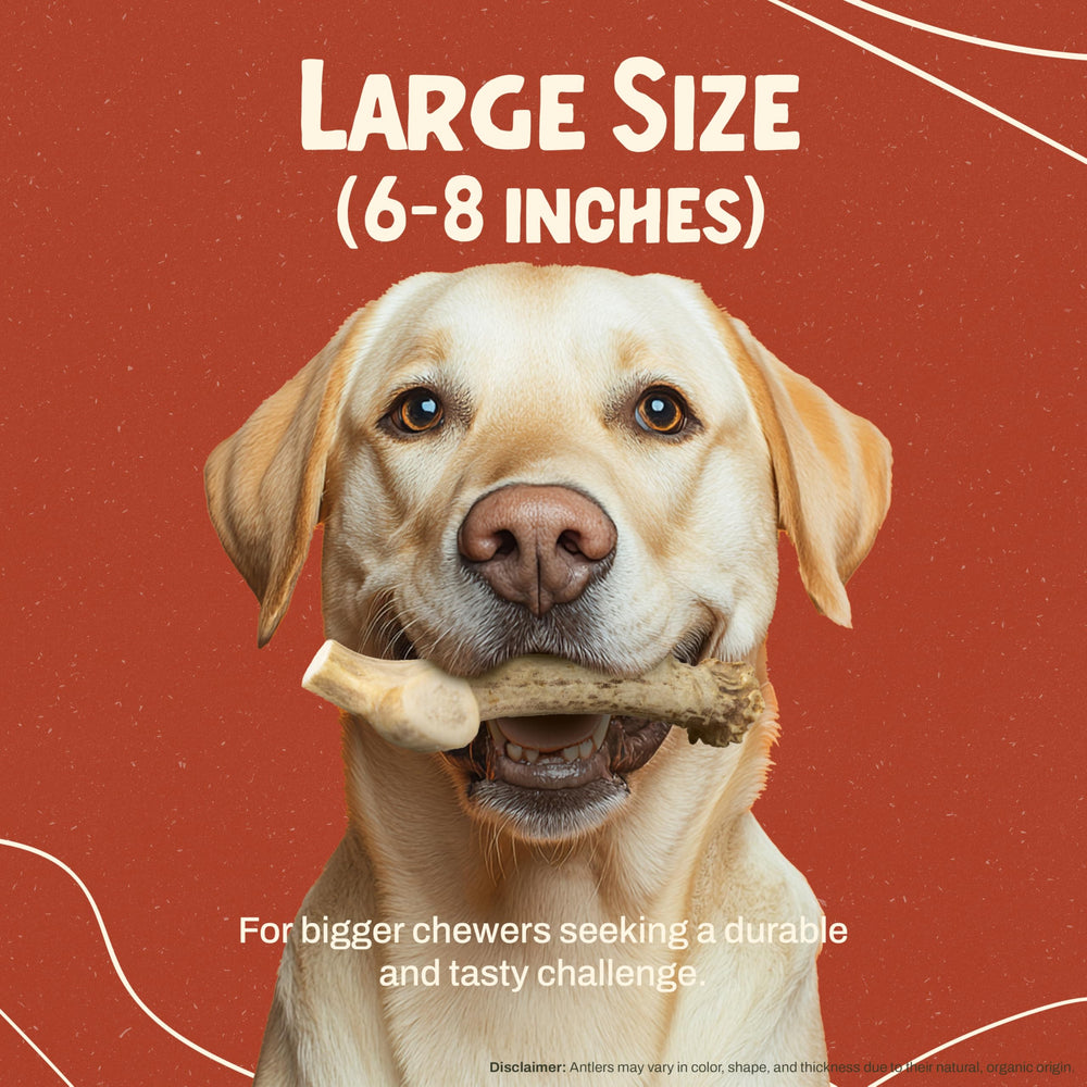 Heartland Antlers USA-made dog chew provides durable, mess-free entertainment for indoor use.