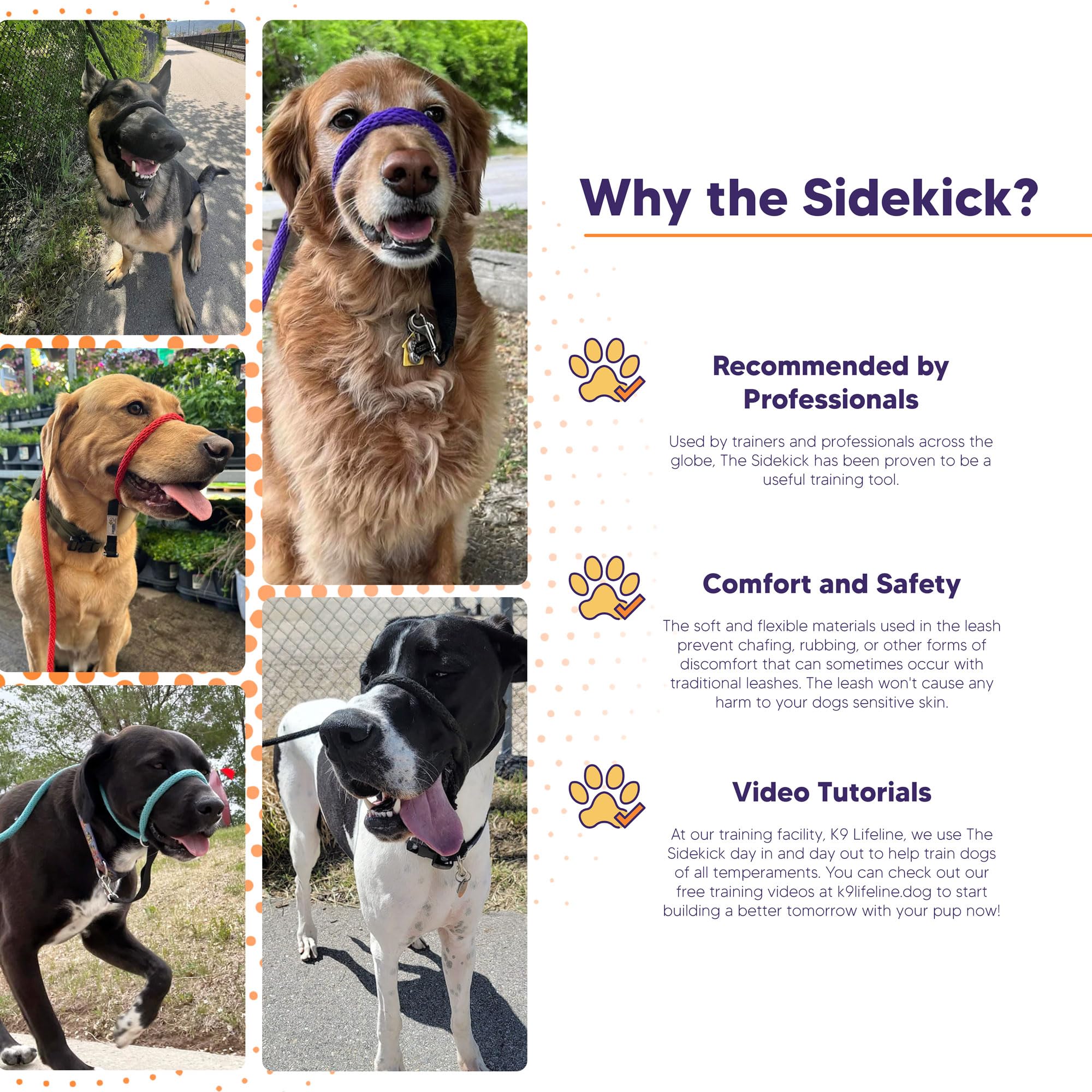 Heather's Heroes Sidekick in action reduces pulling, guiding dogs toward calmer companionship.