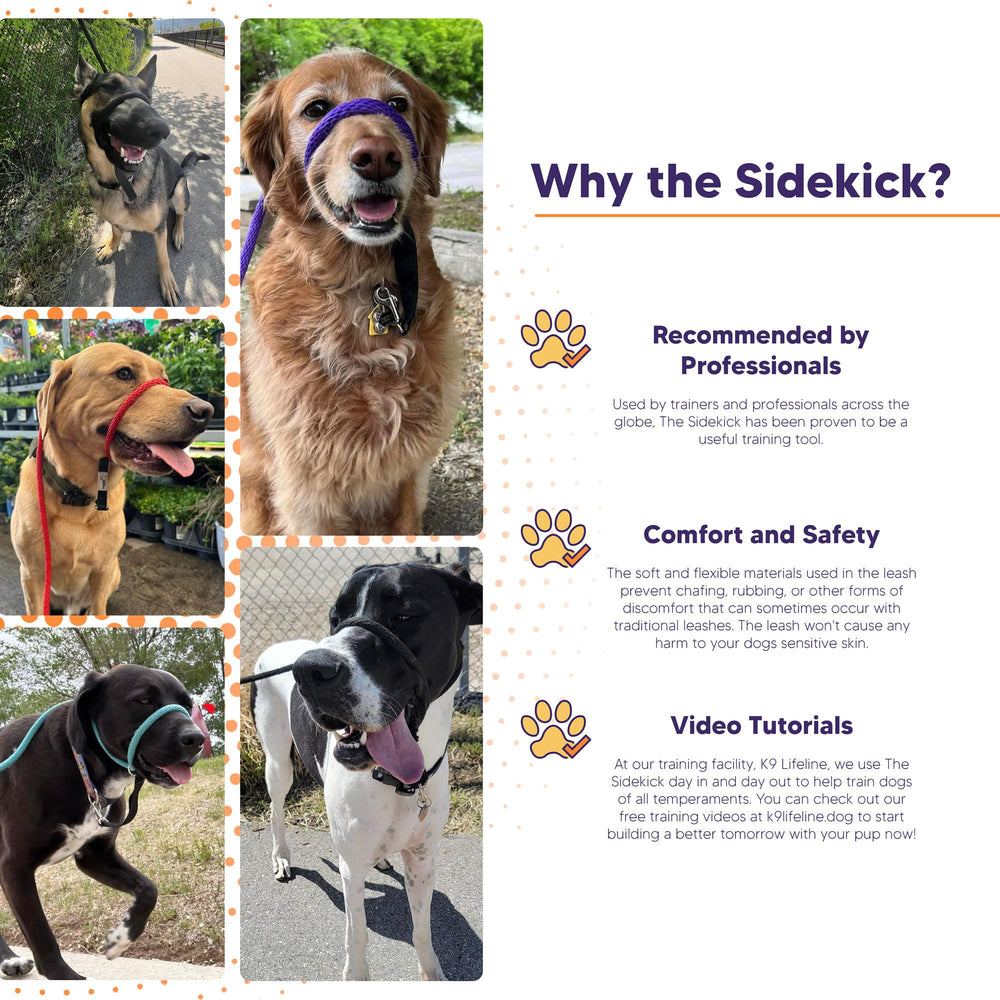 Heather's Heroes Sidekick in action reduces pulling, guiding dogs toward calmer companionship.