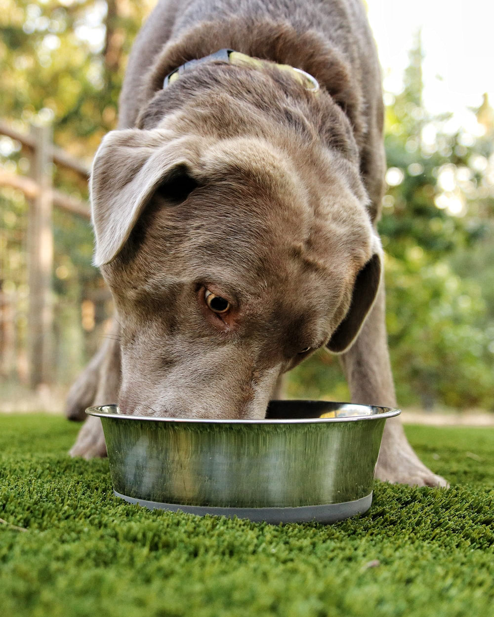 HeavyBowl 60 oz capacity ideal for large or enthusiastic pets.