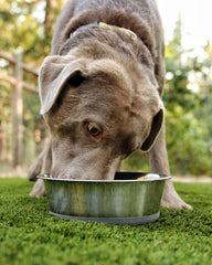 HeavyBowl 60 oz capacity ideal for large or enthusiastic pets.