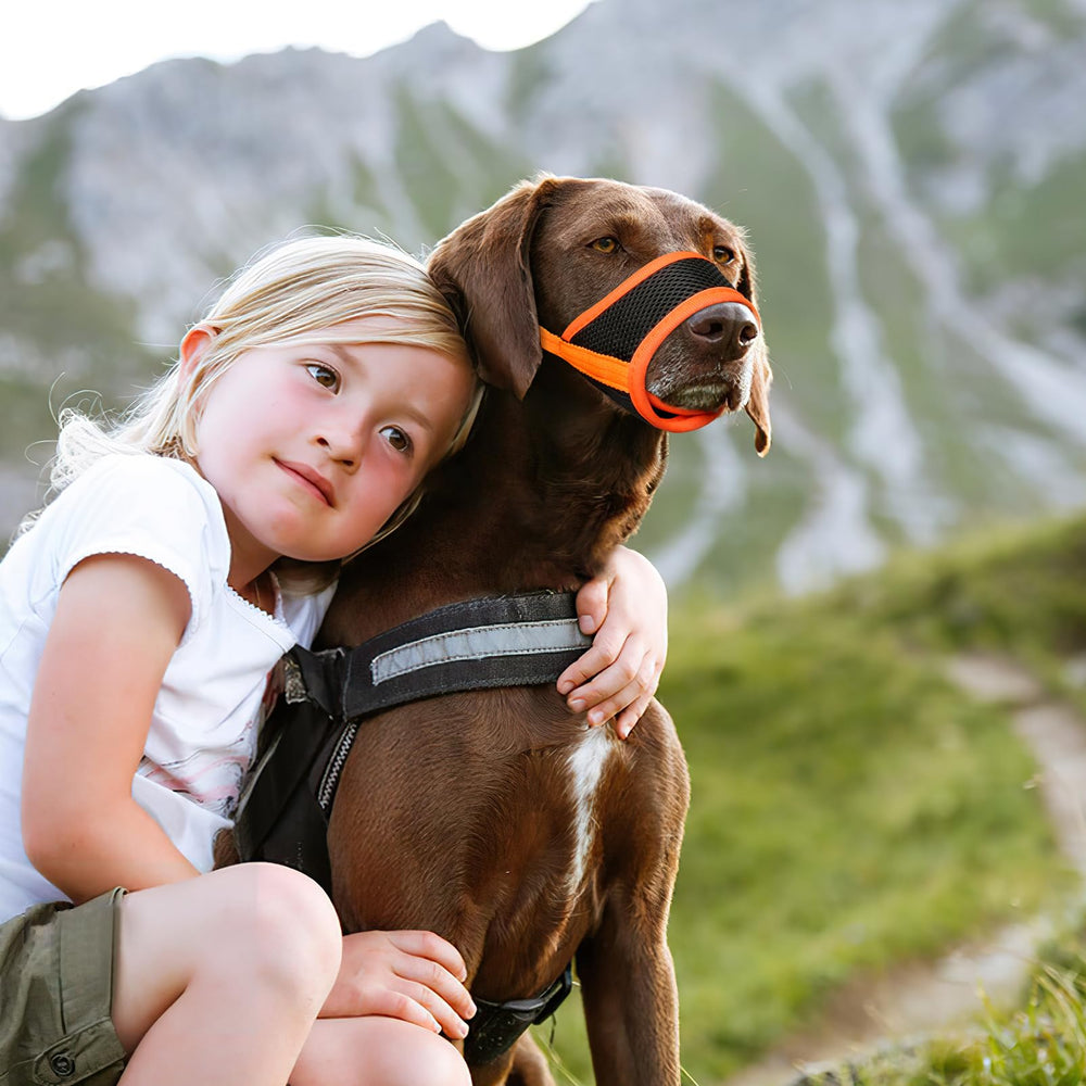 HEELE orange-on-dog muzzle demonstrates visibility and secure fit.