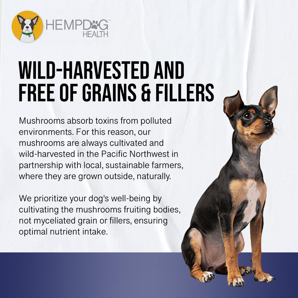 MycoDog Breathe used in a flat-faced breed routine.