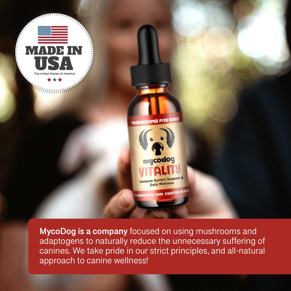 Mushroom-mix powder in a bowl demonstrates daily vitality for dogs.