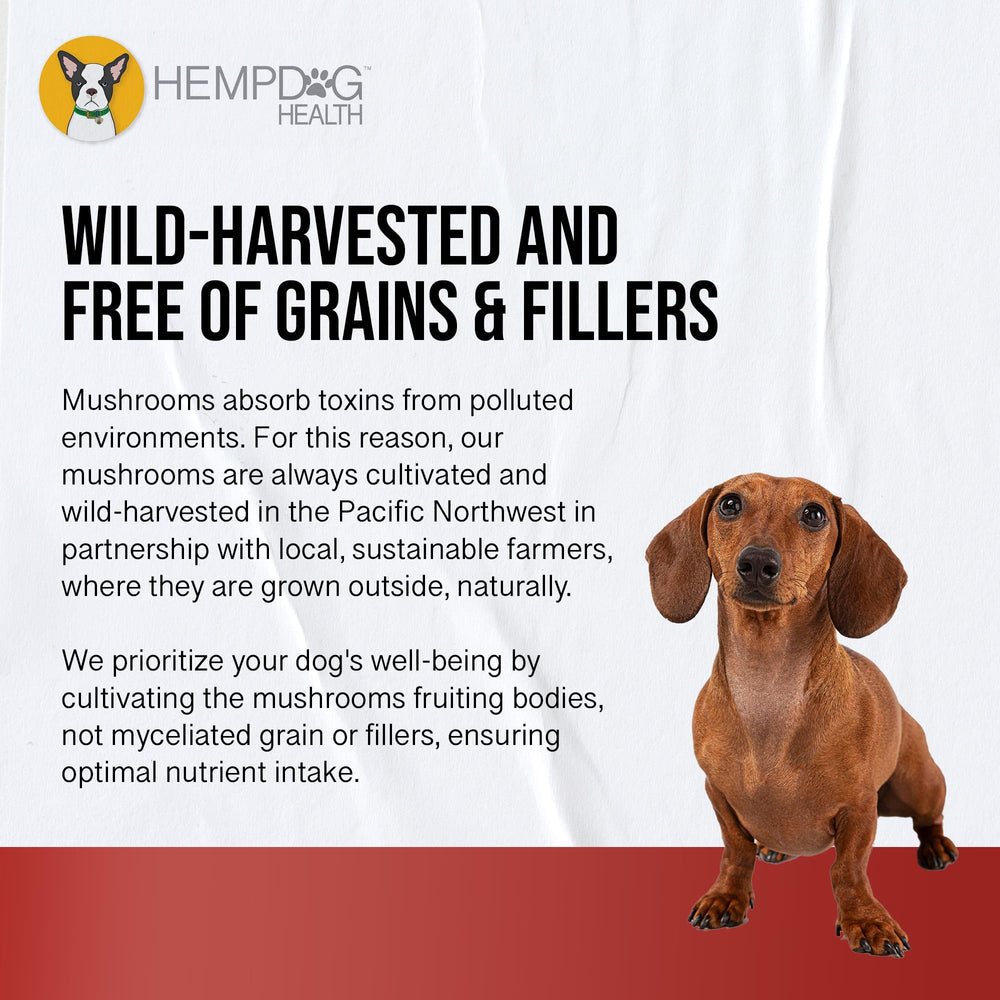 US-made production line signals quality-control for senior dogs.