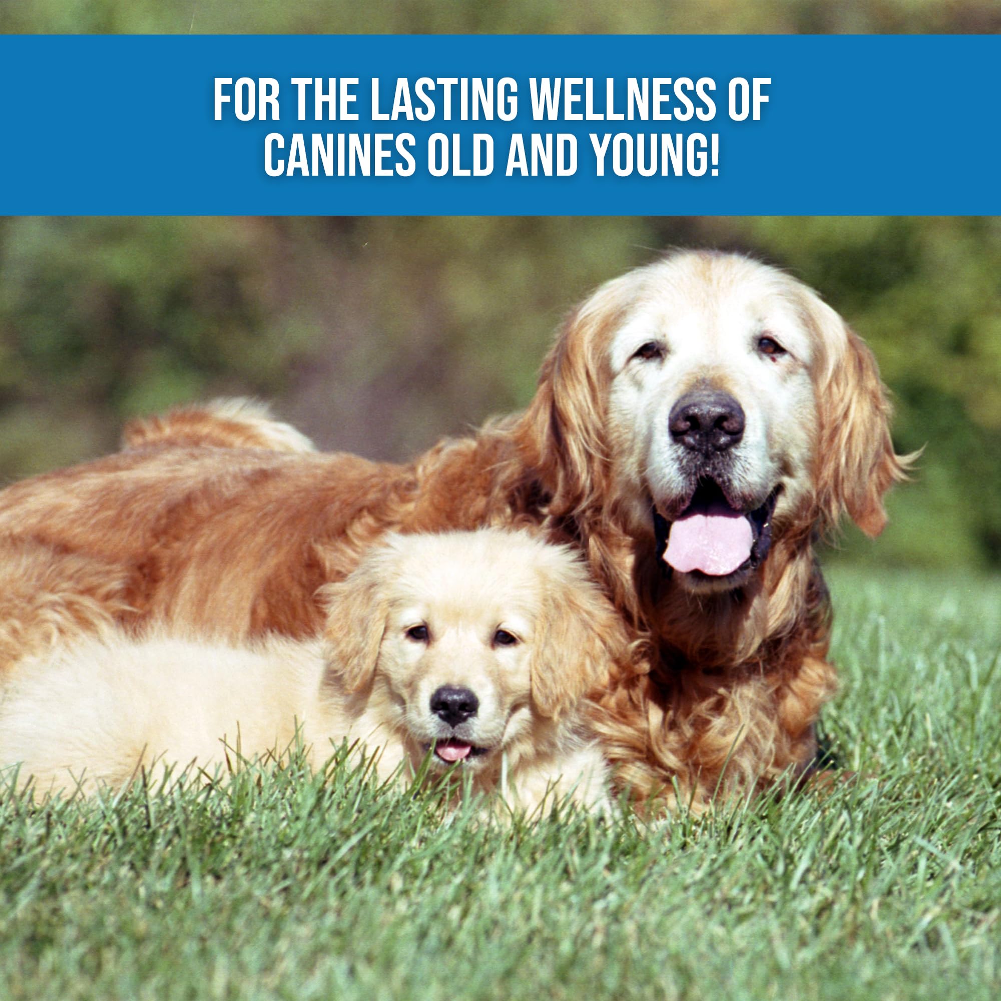 Hemp Dog Health Remedy being applied to a dog’s skin demonstrating easy, painless application