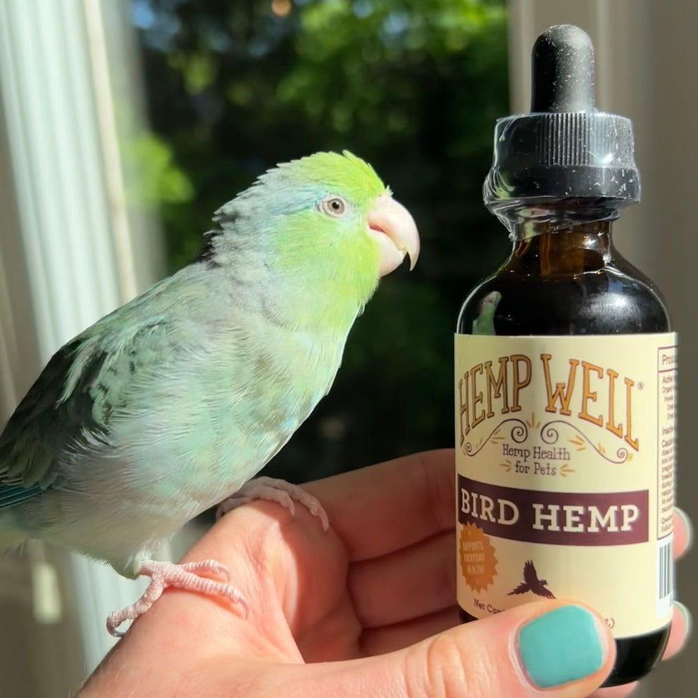 Hemp Well Bird Oil topical application shown for feather conditioning