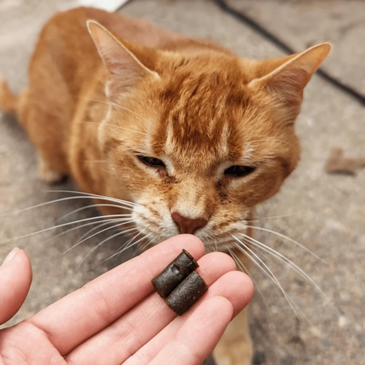 Hemp Well Calm Cat Soft Chews cat lounging calmly—potential behavior support.