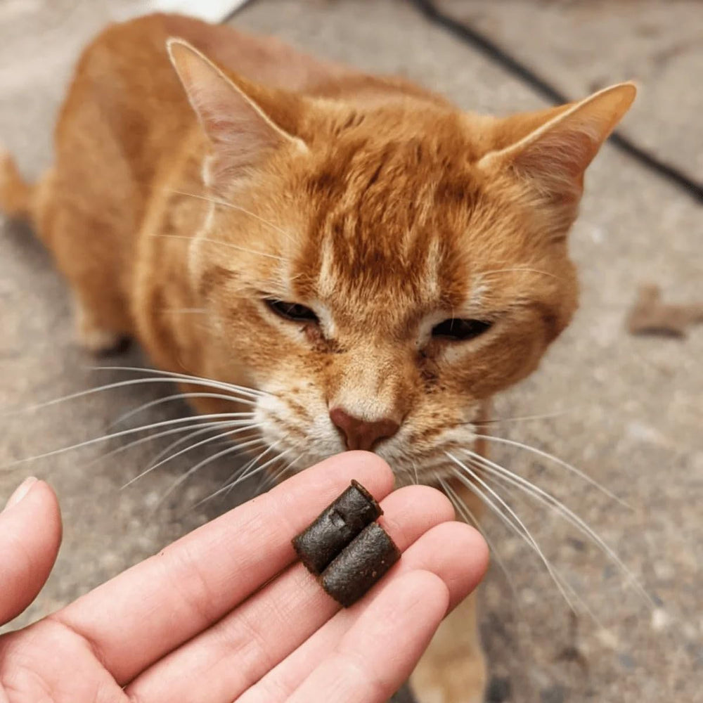 Hemp Well Calm Cat Soft Chews cat lounging calmly—potential behavior support.