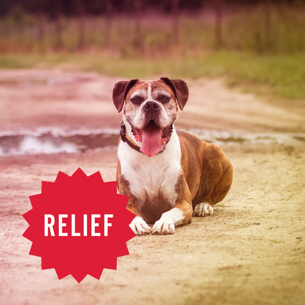 Hemp Well Relief Dog Soft Chews household-scene depicts daily routines with a calm, mobile dog