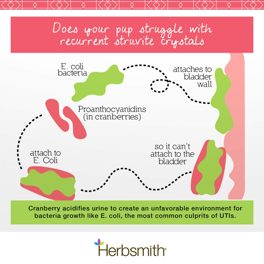 Herbsmith Bladder Care scoop close-up for simple daily dosing.