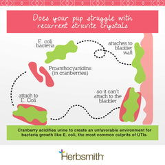 Herbsmith Bladder Care scoop close-up for simple daily dosing.