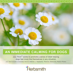Herbsmith July Third dog eating chews as a stress-relief treat