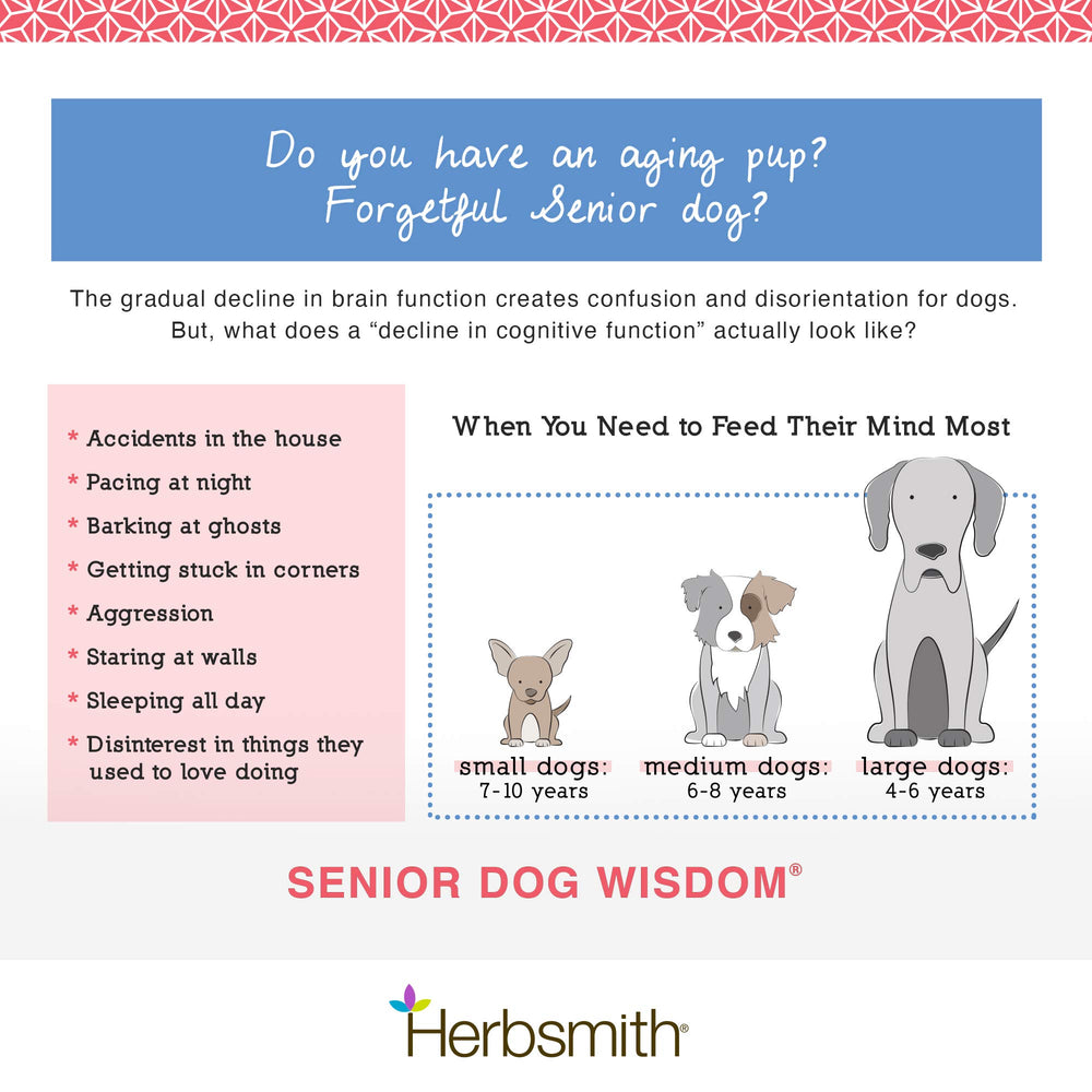 Herbsmith Senior Dog Wisdom dog sniffing treats during snack time