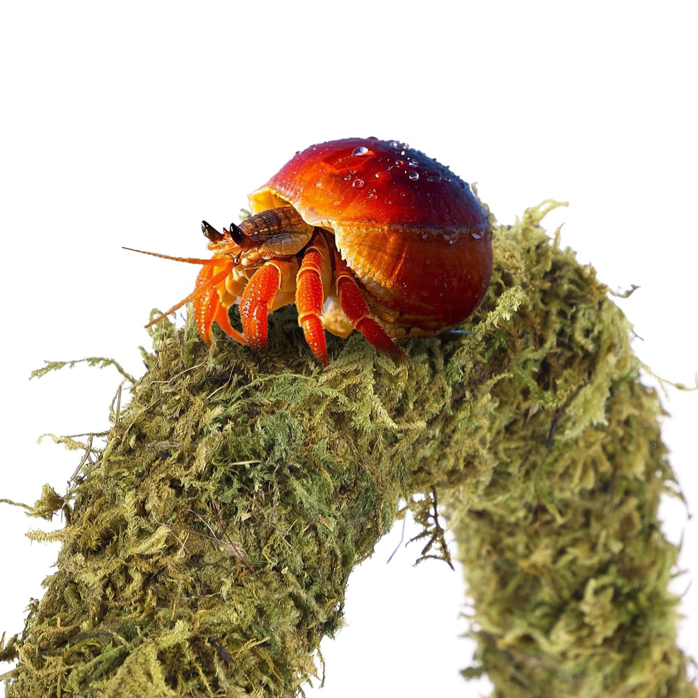 HERCOCCI hermit crab stand plants create vertical interest in tank.