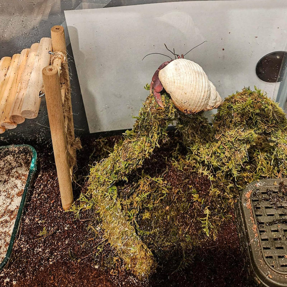 HERCOCCI hermit crab tank decoration blends with natural colors.