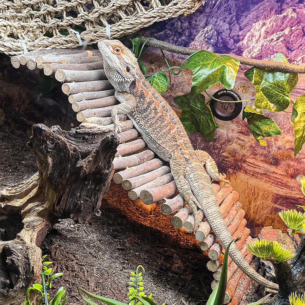 HERCOCCI green-reptile-vines add vibrant greenery and habitat enrichment in terrariums.