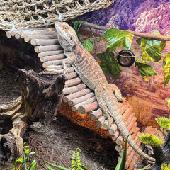 HERCOCCI green-reptile-vines add vibrant greenery and habitat enrichment in terrariums.