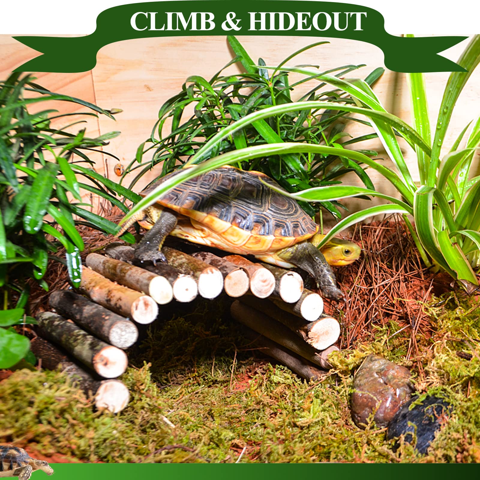 HERCOCCI plant-stand-pack delivers durable greenery inserts for microhabitats and hideouts.