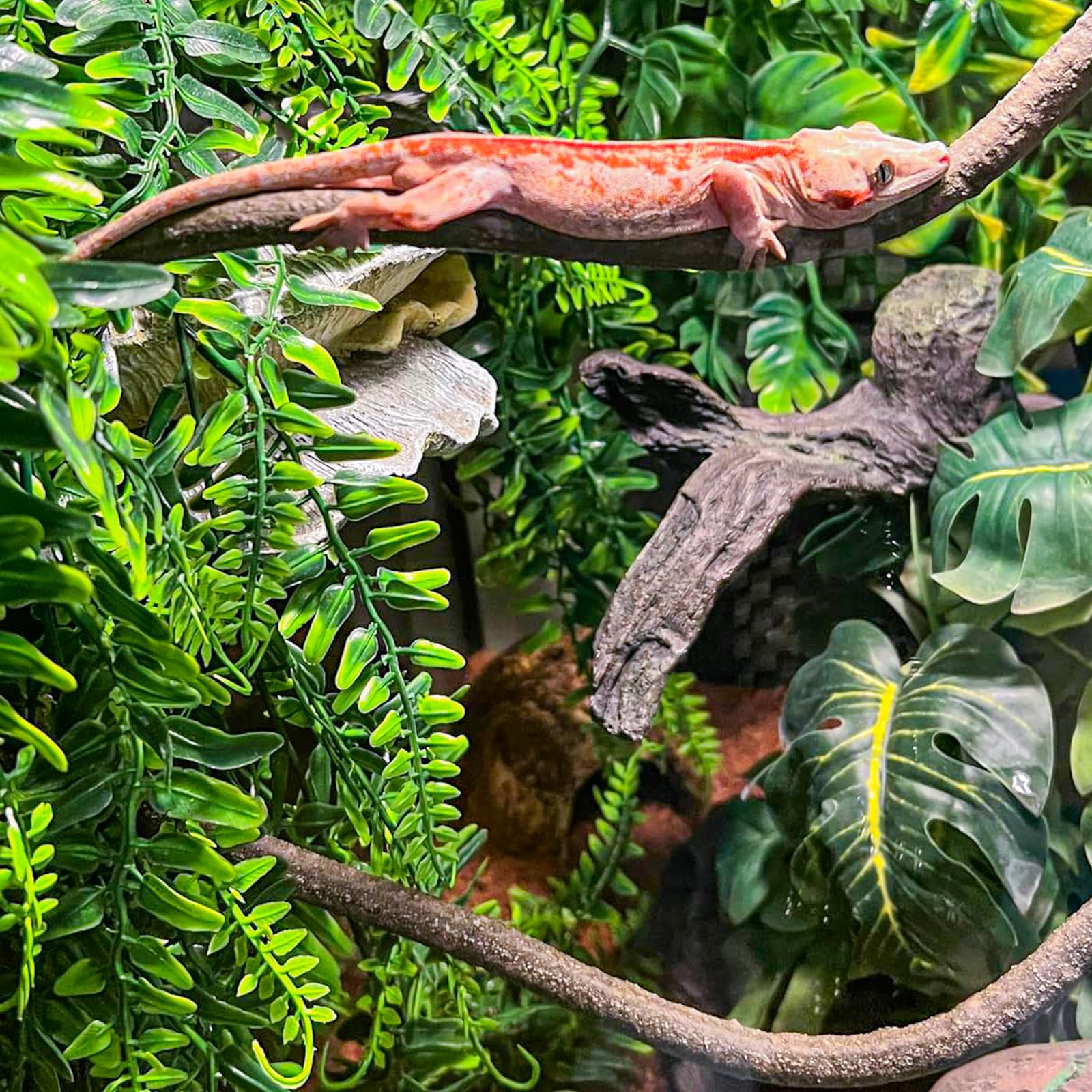 Hercocci plants decorate habitats with vibrant hiding spots and enrichment.