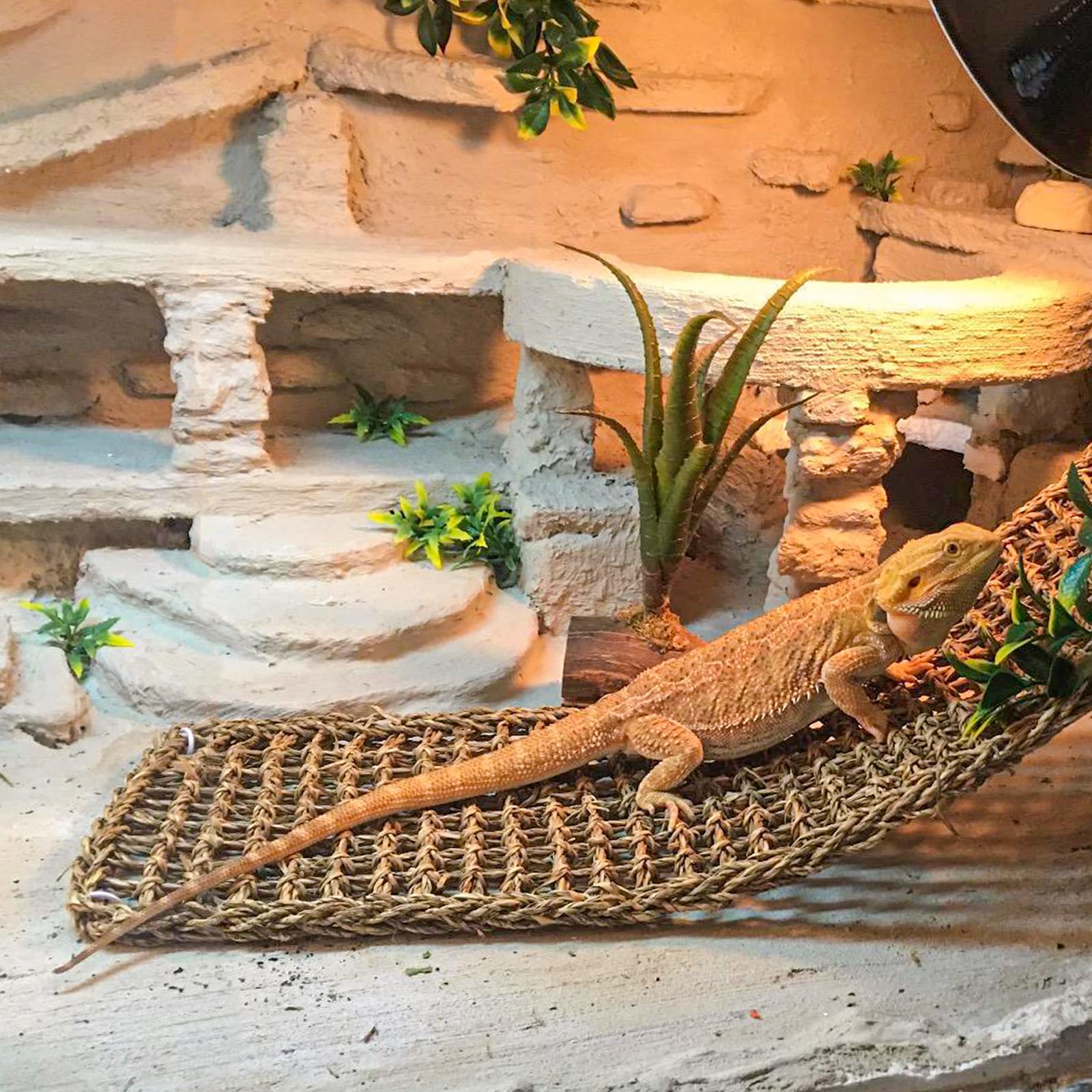 HERCOCCI seagrass leaves decorate the enclosure while enhancing realism.
