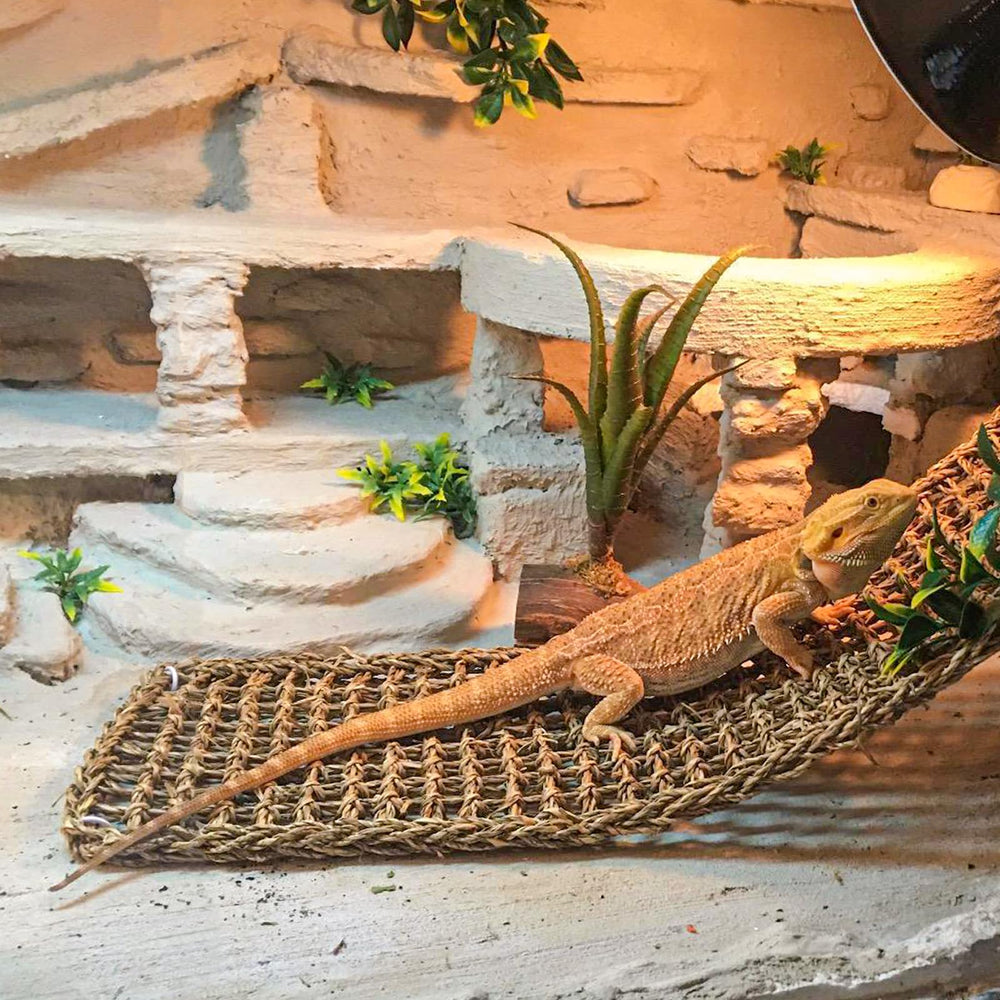 HERCOCCI seagrass leaves decorate the enclosure while enhancing realism.