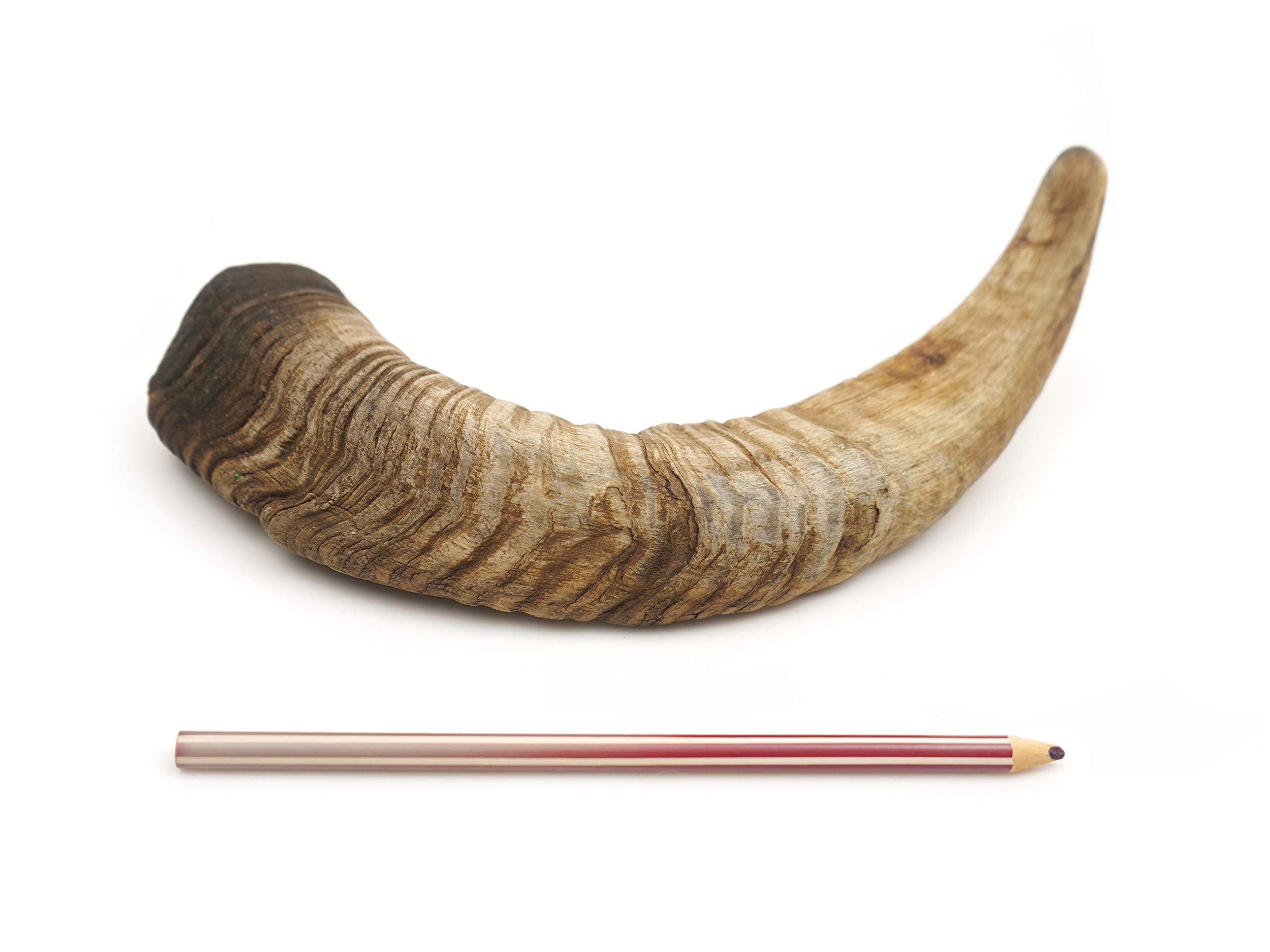 Herders Choice closeup shows the natural air-dried texture of goat horn.