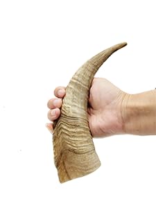Herders Choice two medium goat horns ready to chew for households with multiple chewers.