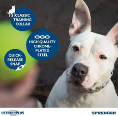 Herm Sprenger chrome plated training collar closeup on D-ring for secure leash attachment.