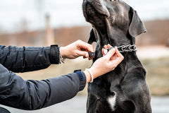 Herm Sprenger dog neck fit image illustrating snug adjustability behind the ears.