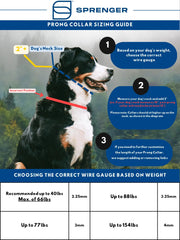 Herm Sprenger prong collar demonstrates even-pressure training during controlled walking