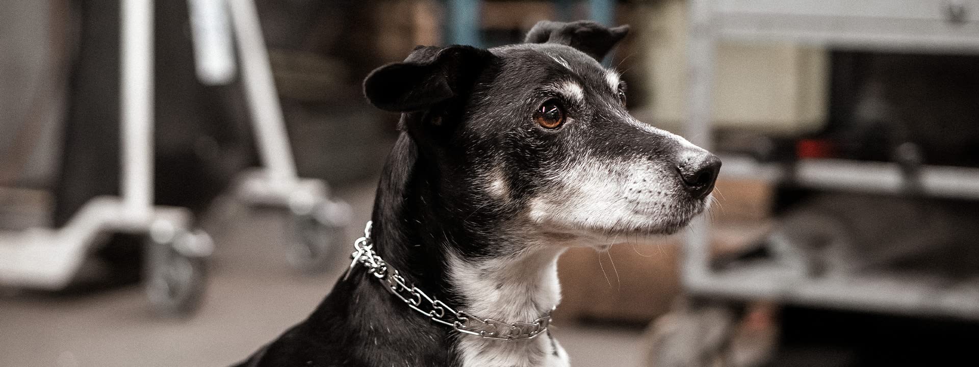 Herm Sprenger prong collar swivel ultra-plus rugged build—long-lasting durability.