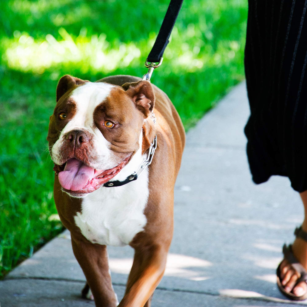 For large dogs, the 20–26 inch neck range supports a snug, comfortable fit.