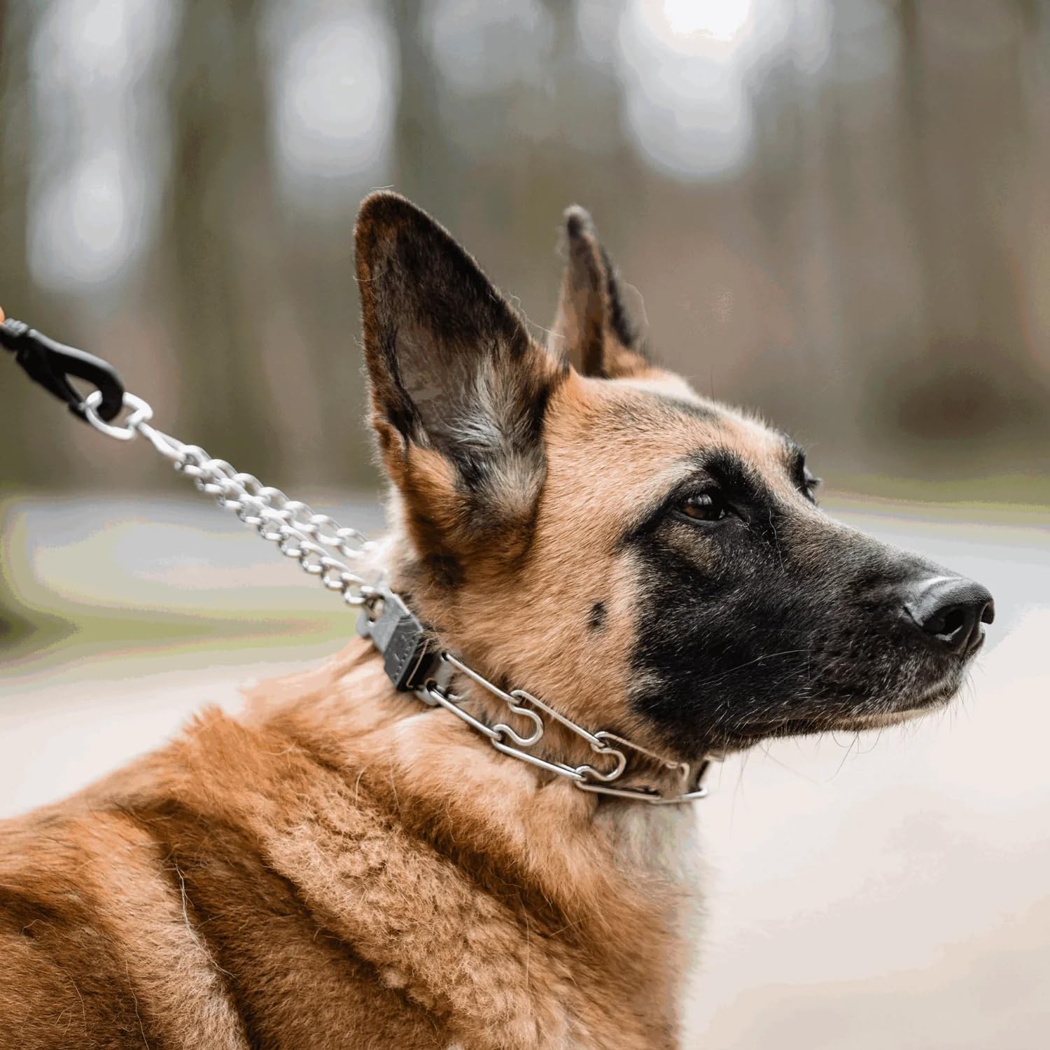 Herm Sprenger training use on a dog demonstrates practical daily wear