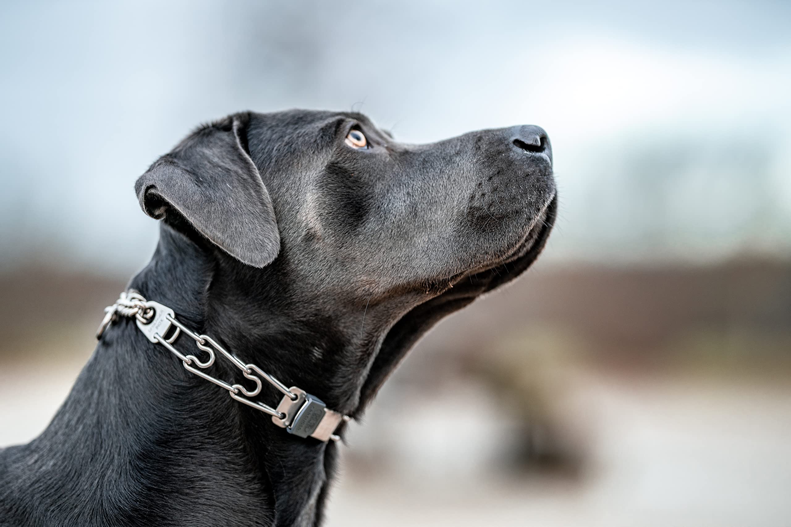 Herm Sprenger up-to-15-neck-size compatibility fits small to medium dogs.