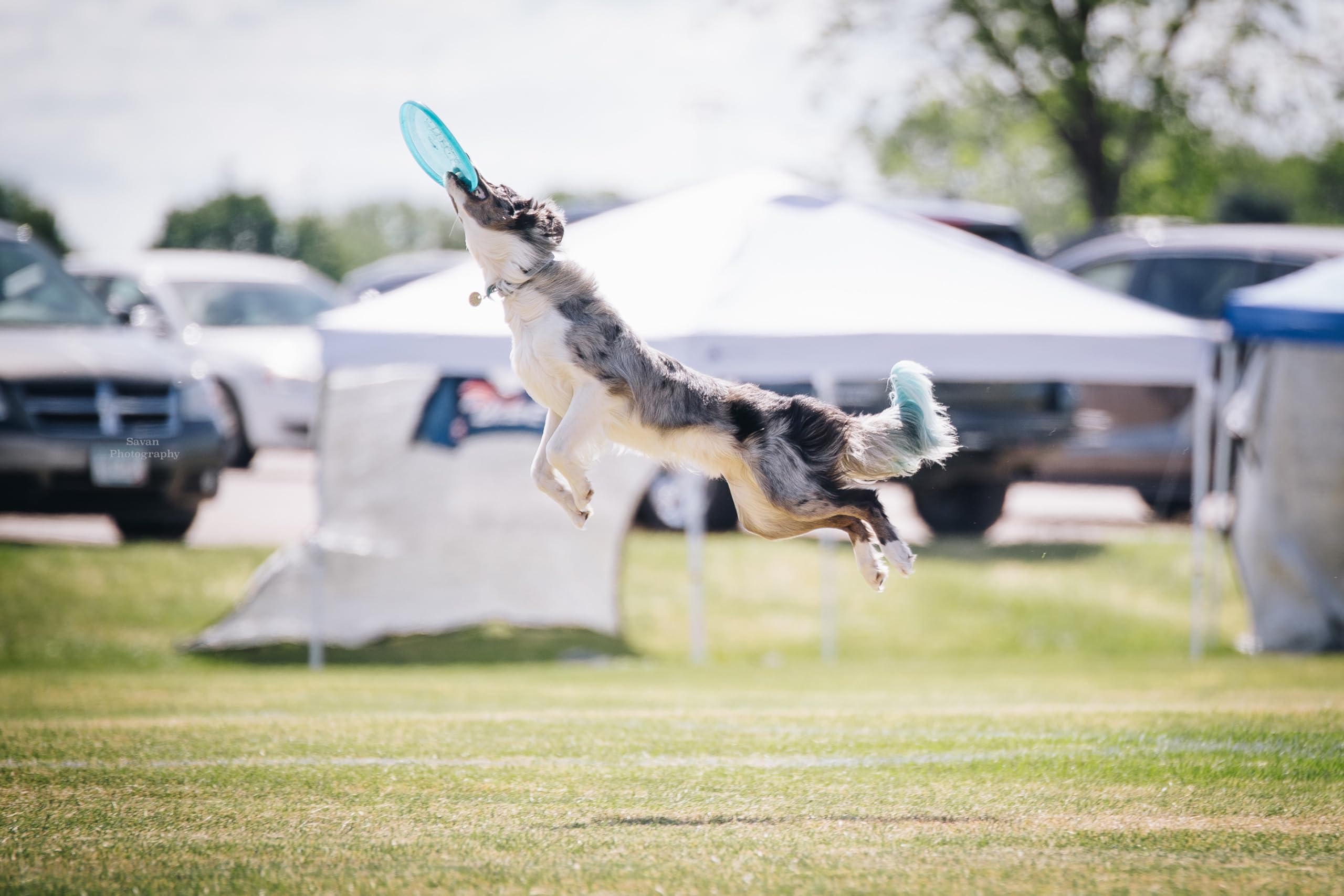 Hero Air 235 pink toss and fetch scene demonstrates lightweight, engaging play