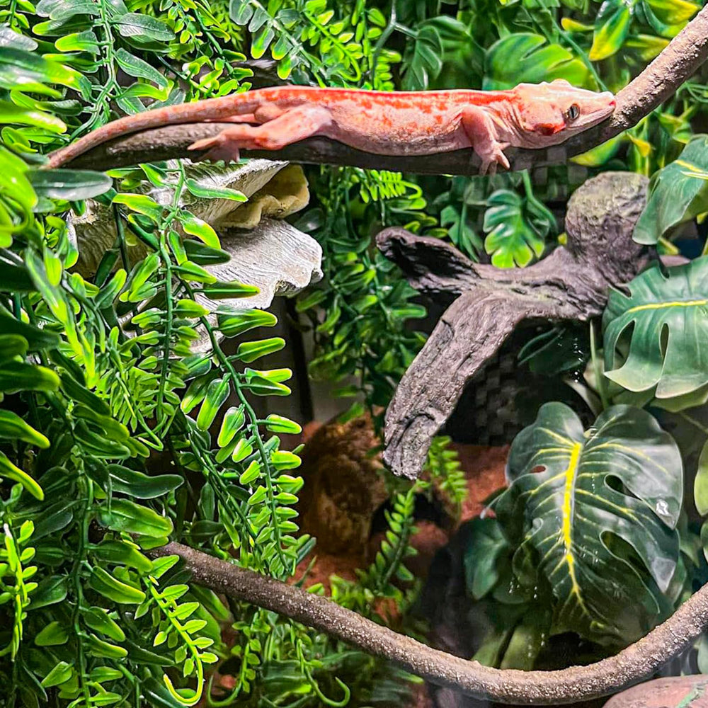 HERCOCCI reptile vines suction cups enable secure tank glass mounting.