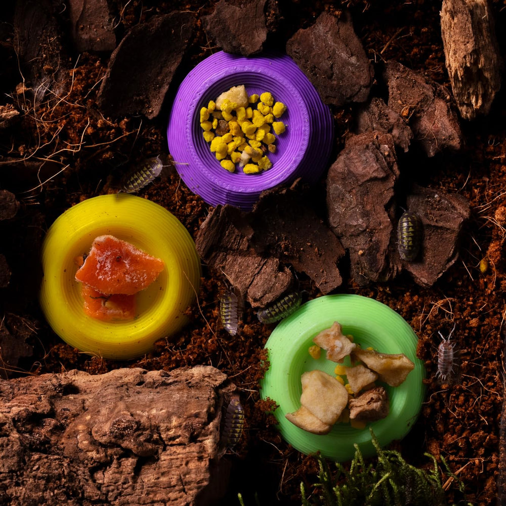 herpden double-slope-access feeder bowl provides versatile entry for isopods