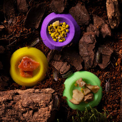 herpden double-slope-access feeder bowl provides versatile entry for isopods