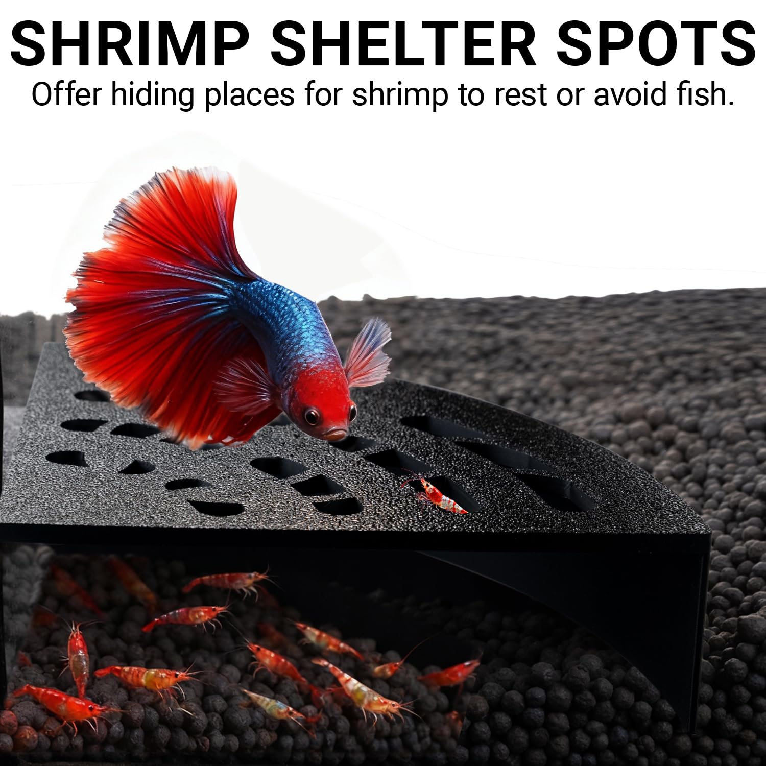 HERPDEN Shrimp Cave 2-Pack 180-wide-view for easy shrimp observation.