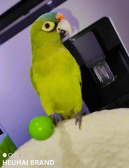 HEUHAI foraging setup hides treats to stimulate problem-solving