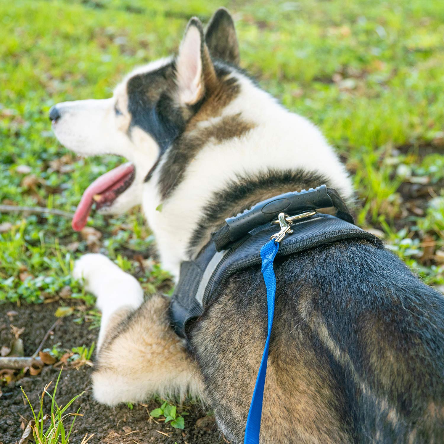 Hi Kiss dog leash 50ft durable nylon close-up view