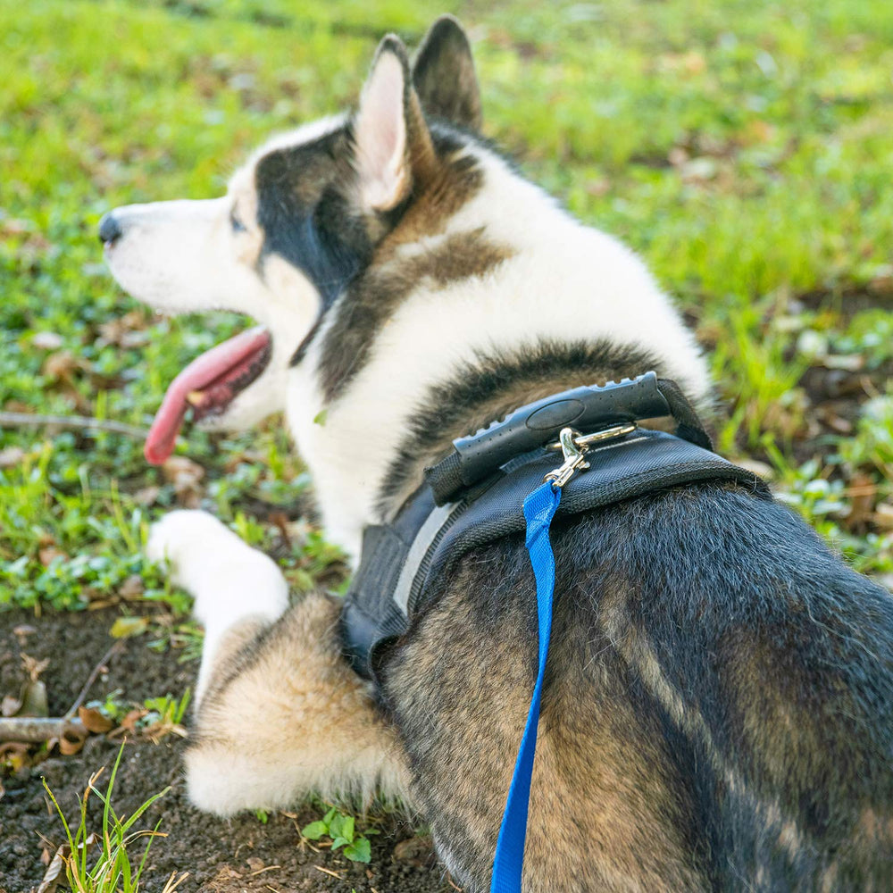 Hi Kiss dog leash 50ft durable nylon close-up view