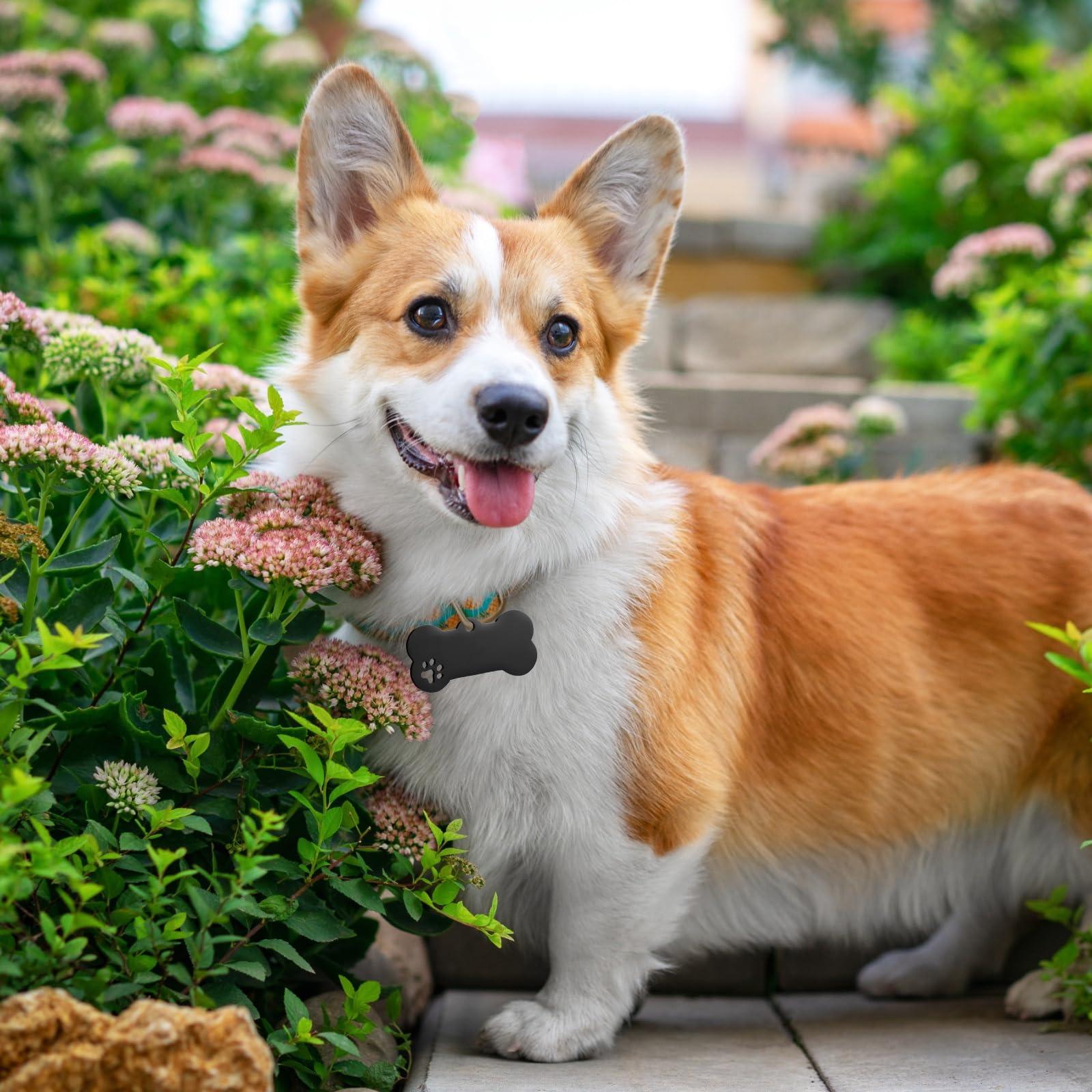 Hicarer bone-shaped tag suitable for cats and dogs for everyday use and personalization.