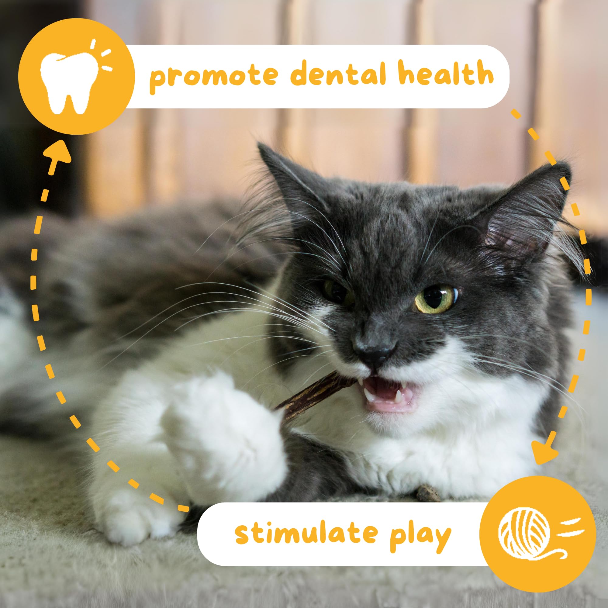 Cat chewing Hide & Scratch silvervine stick demonstrates potential dental-friendly engagement.