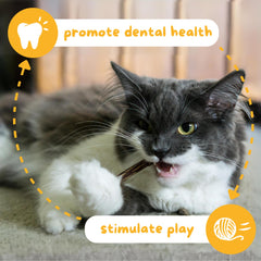 Cat chewing Hide & Scratch silvervine stick demonstrates potential dental-friendly engagement.