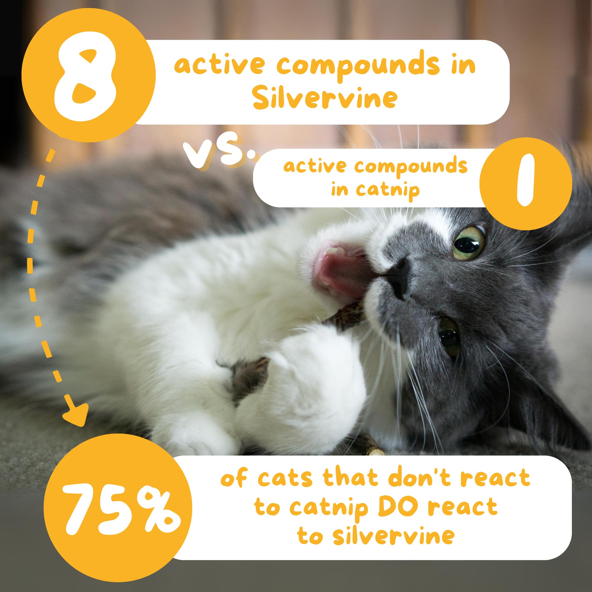 Gift-ready Hide & Scratch silvervine sticks display appeals to cat lovers.